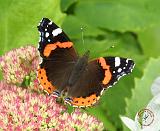 Red Admiral Butterfly 9A70D-24